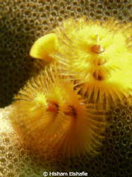 Christmas Tree Worm 
 by Hisham Elshafie 